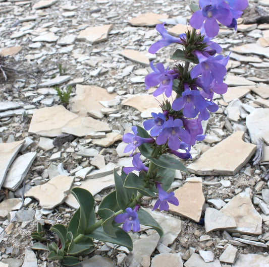 Thickleaf Penstemon