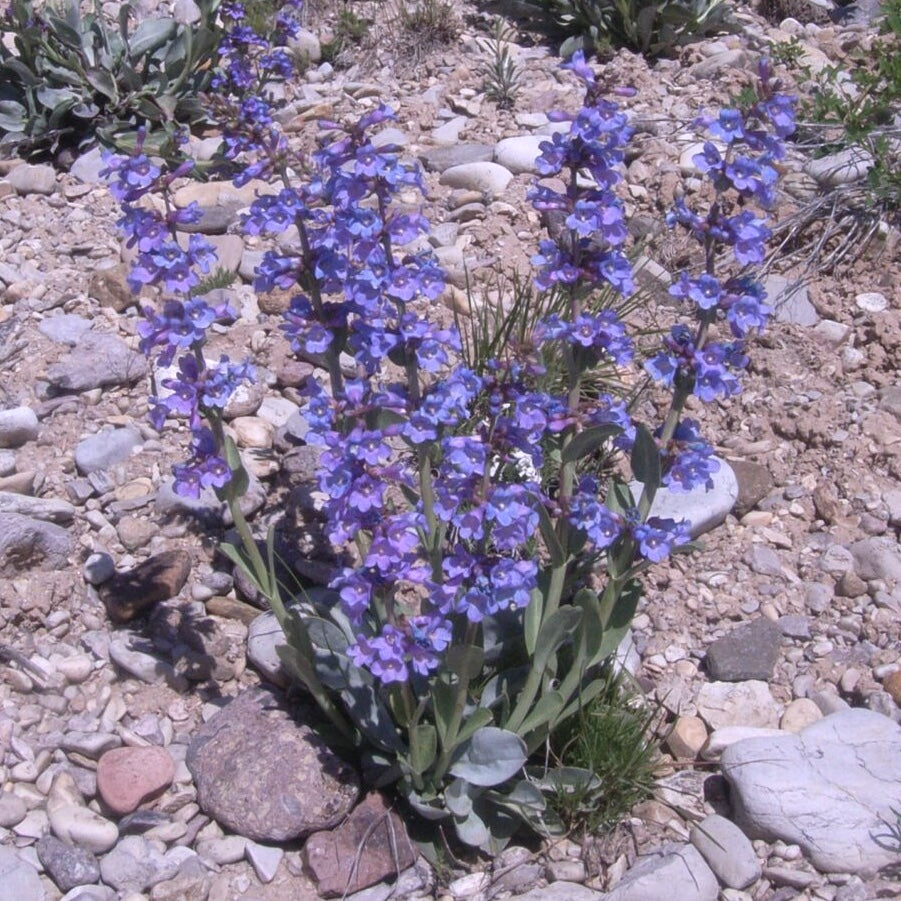 Thickleaf Penstemon