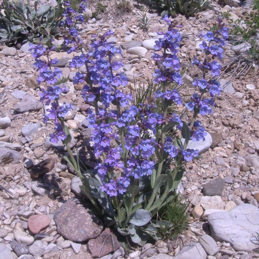 Thickleaf Penstemon