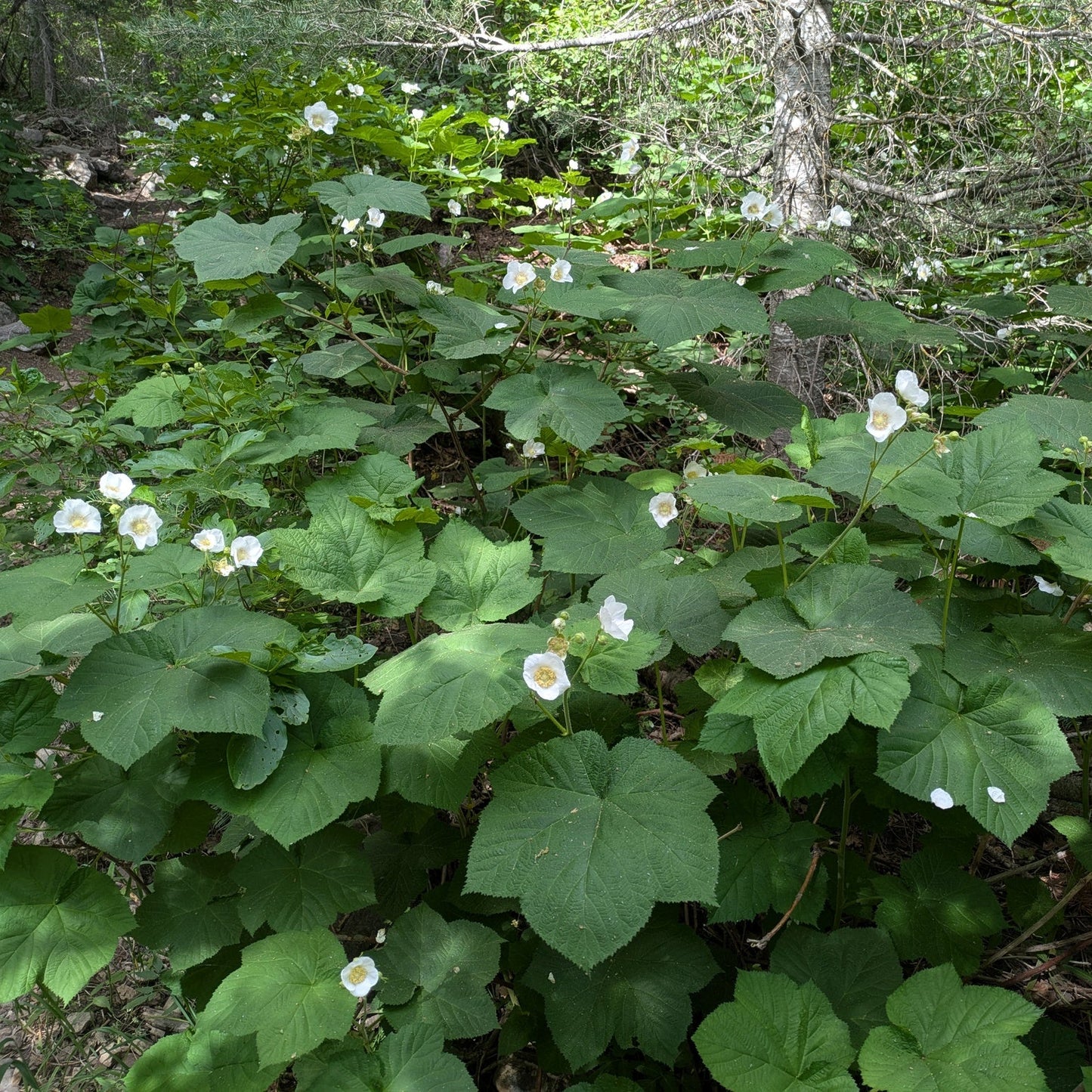 Thimbleberry
