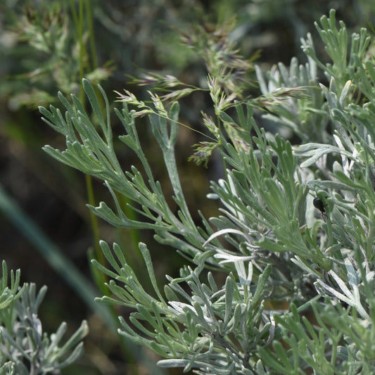 Threetip Sagebrush