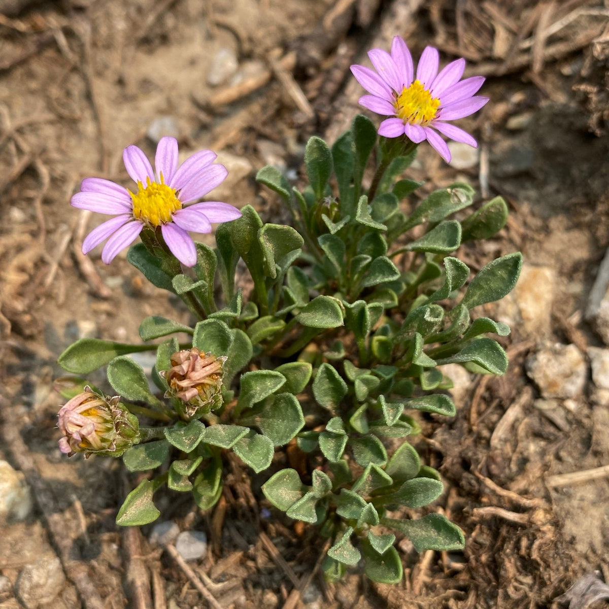 Wyoming Townsend Daisy