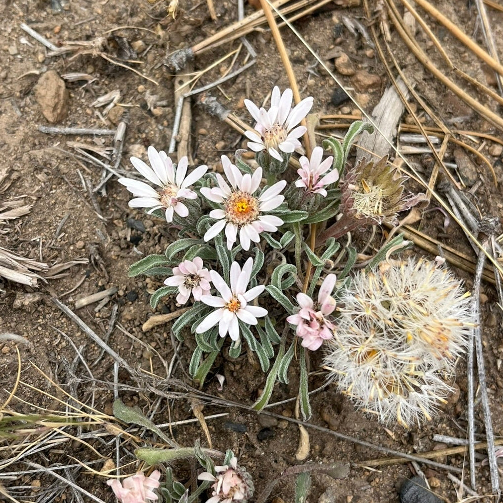 Wyoming Townsend Daisy
