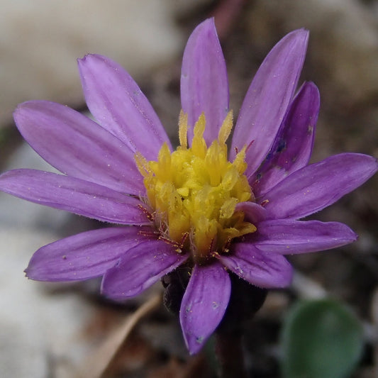Wyoming Townsend Daisy
