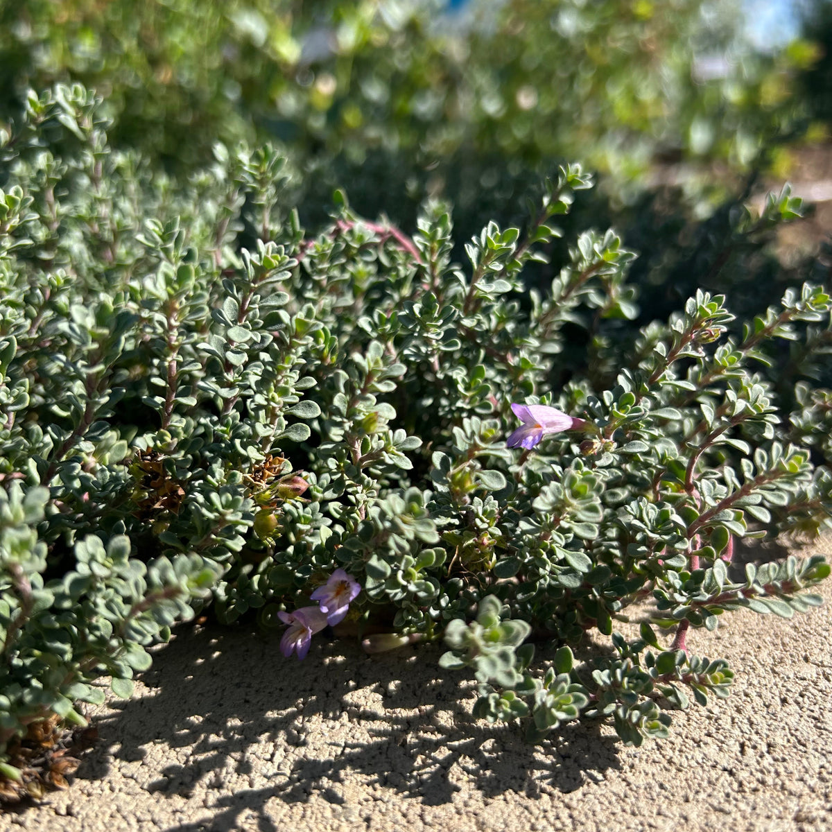 Tushar Bluemat Penstemon