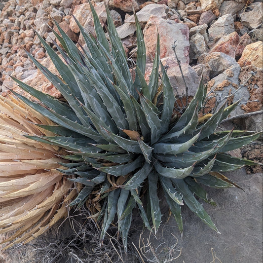 Utah Agave