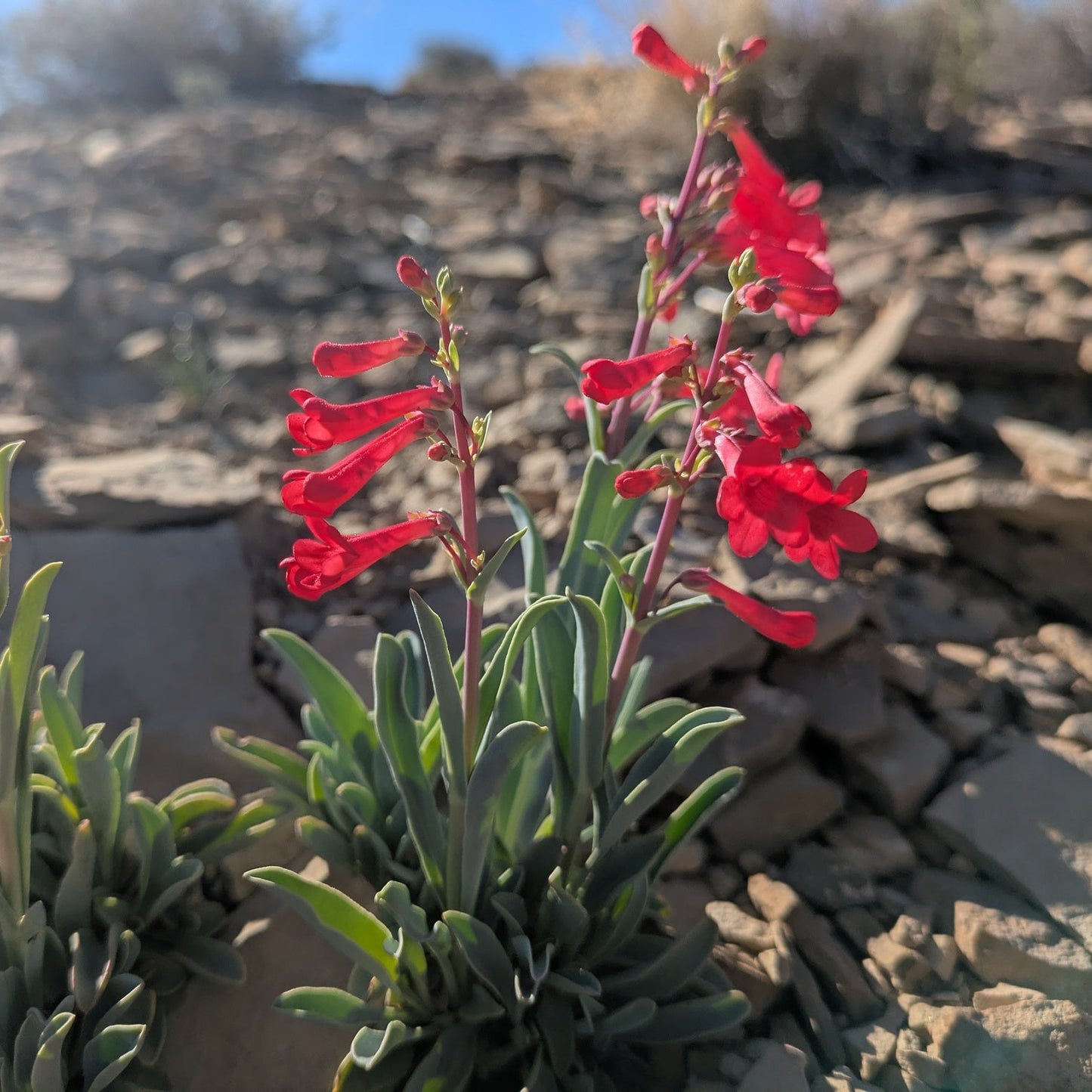 Utah Penstemon