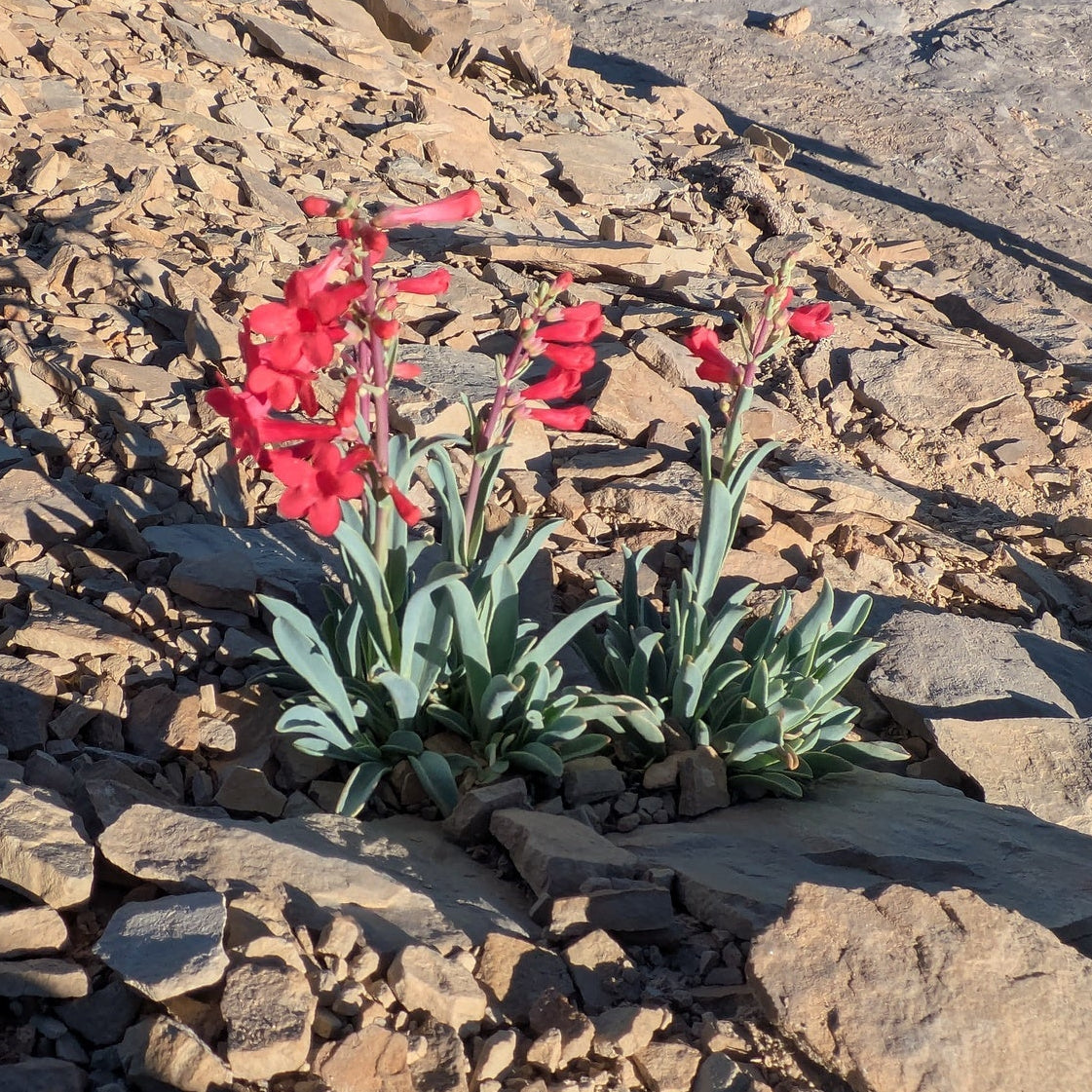 Utah Penstemon