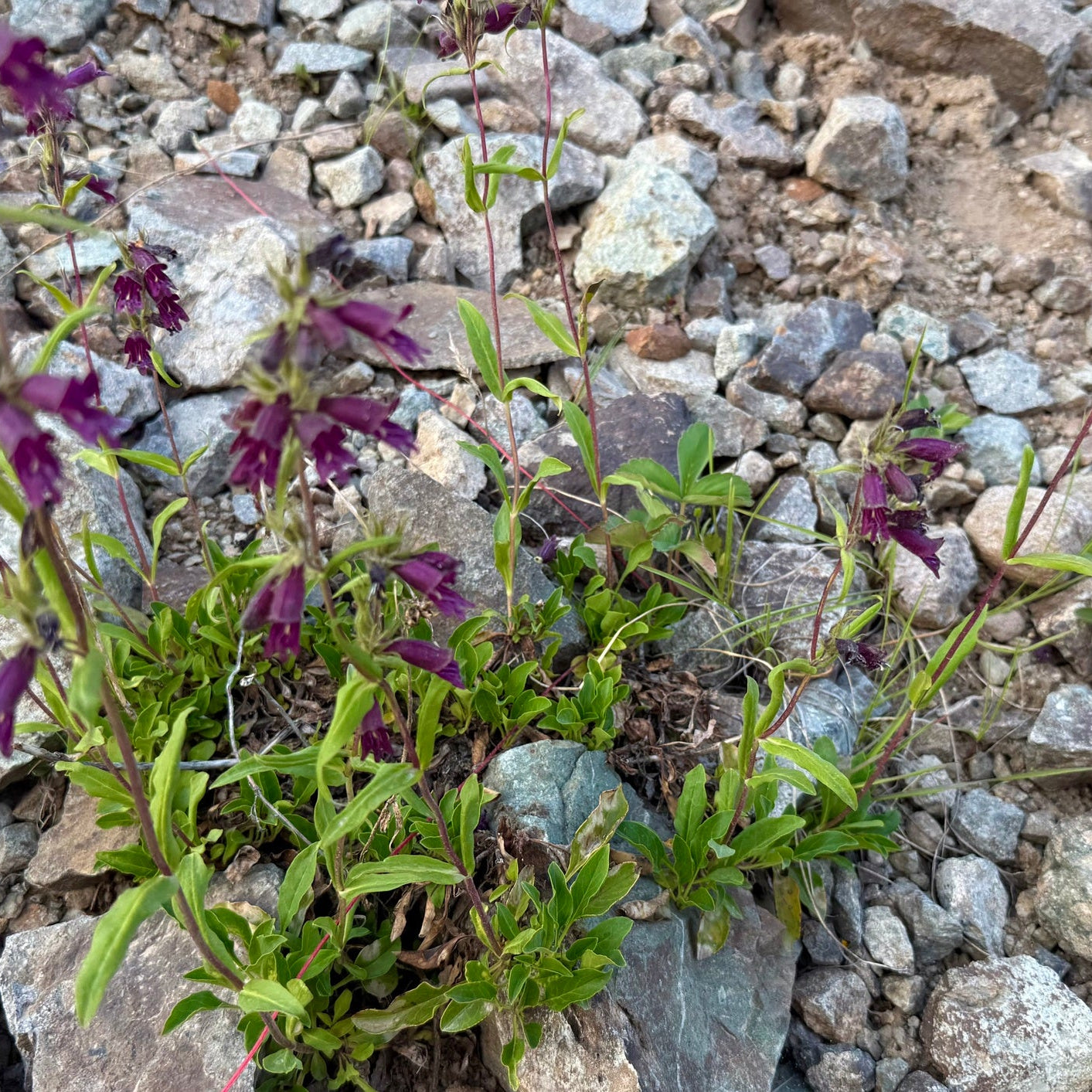 Whipple's Penstemon