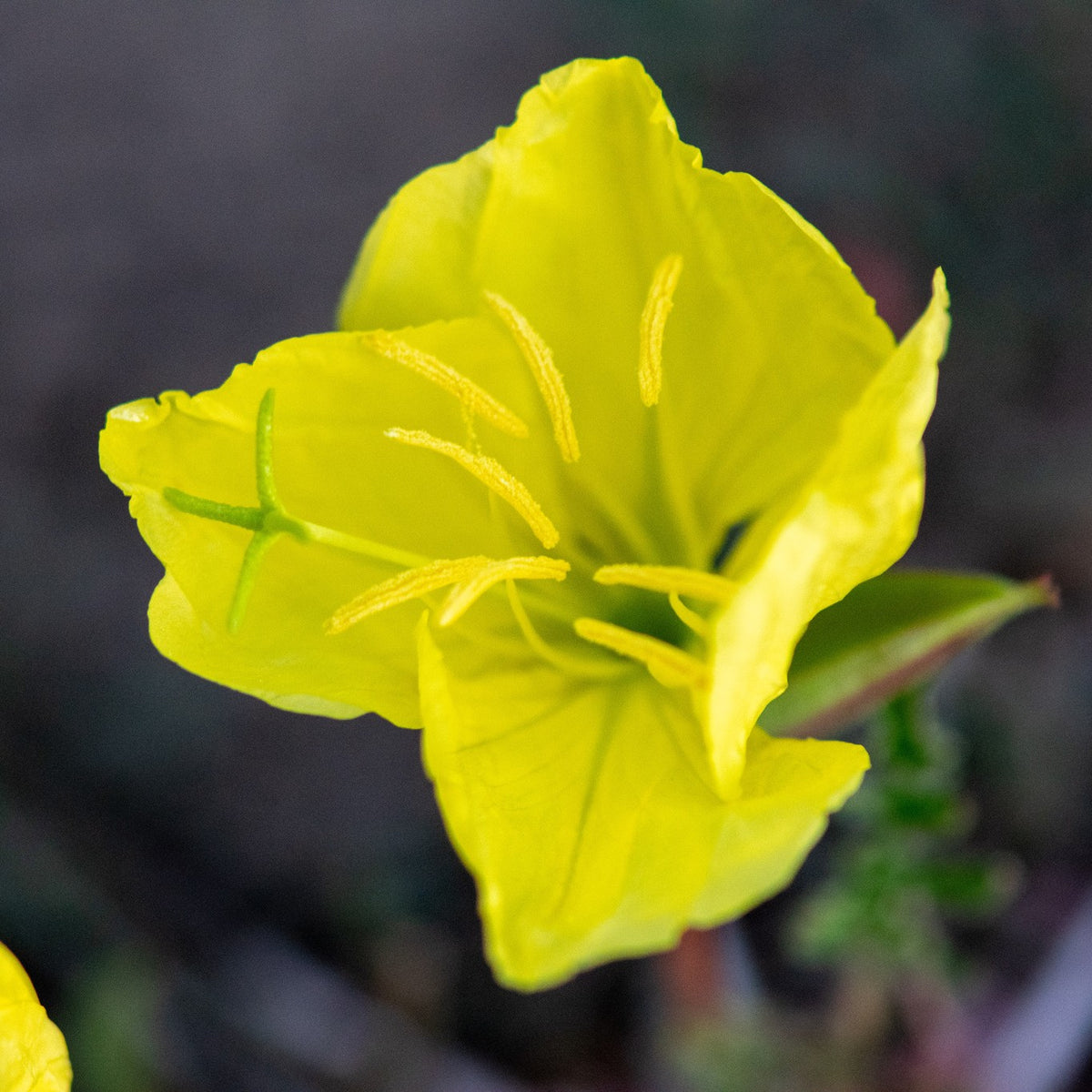 Yellow Evening Primrose